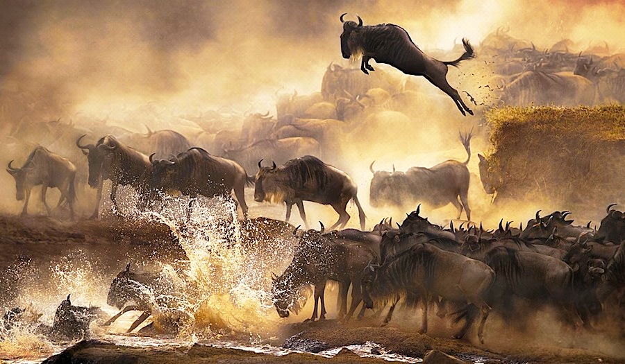 Best Places to visit in Kenya | Wonder of the world | Kenya | Wildebeest |